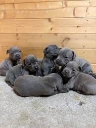 Blue staff puppies