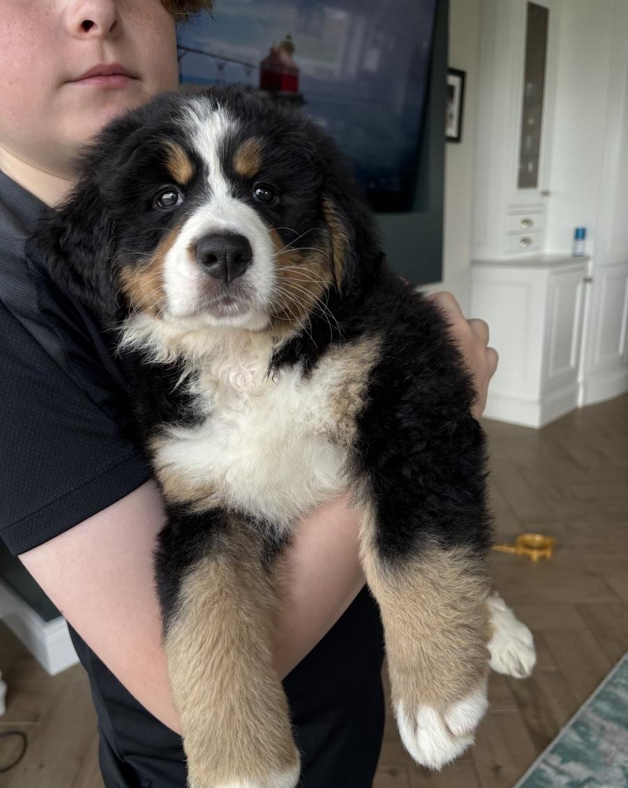 KC Registered Bernese Mountain Puppies – Health Tested – Ready Now